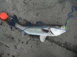 潮が動けば・・・。泉大津RT(13日・朝)