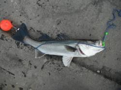 潮が動けば･･･。泉大津ＲＴ（13日・朝）…