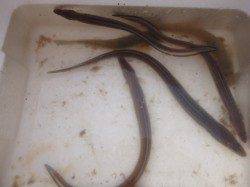 朝の兵突タコエギでなんと１．５ｋはあるタコＧＥＴ♪