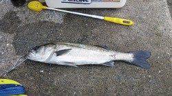 エビ撒きのハネ急上昇!もう1本追加!