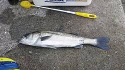 エビ撒きのハネ急上昇！もう1本追加！