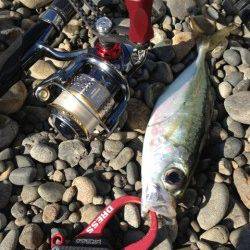 富田川周辺でアジング 最高28㎝と良型でした♪♪