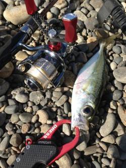 富田川周辺でアジング　最高28㎝と良型でし…