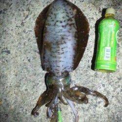 2013の初アオリでキロオーバーx2ハイ！！！