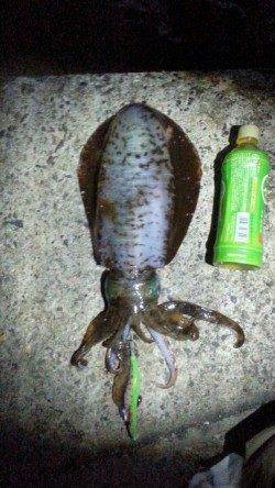 2013の初アオリでキロオーバーx2ハイ！！！