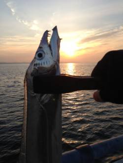 芦屋浜、ワインドで85cmの太刀魚ＧＥＴ！…