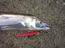 芦屋浜、ワインドで85cmの太刀魚ＧＥＴ！ヒットタイムは7時15分♪