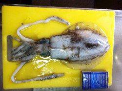 串本東部でエギング、アオリ3杯GET！