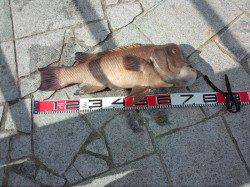 翼港のカンダイ狙い★70オーバー筆頭に4本