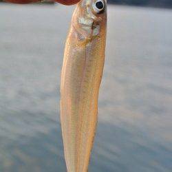 喜多の投げ釣りでキス＆タコ！　バラシ連続が残念でした・・・