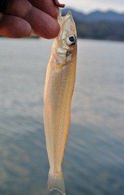 喜多の投げ釣りでキス＆タコ！　バラシ連続が残念でした・・・