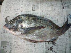 津居山でチニング、鍋の材料確保♪♪