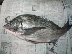 津居山でチニング、鍋の材料確保♪♪