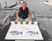 衣奈の筏 マダイ＆チヌ釣果