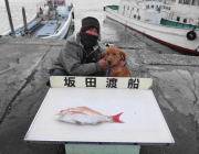 衣奈の筏 マダイ＆チヌ釣果