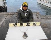 黒島の磯 エギングでアオリイカ1パイ