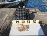 黒島の筏でデカいマダコがかかった！