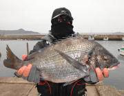 黒島の磯でフカセ釣り、良型チヌ釣れています…