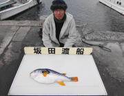 筏でシマフグが釣れました！