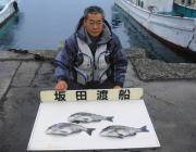 黒島の筏でチヌ3枚！