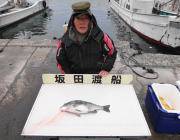 23日黒島の筏釣果、ナイスサイズのチヌです…