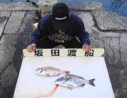 黒島の筏　納得サイズのチヌ＆マダイ