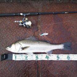 大阪南港シーバス好調！ほとんどフォールでヒットです♪