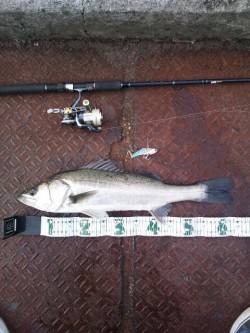 大阪南港シーバス好調！ほとんどフォールでヒ…