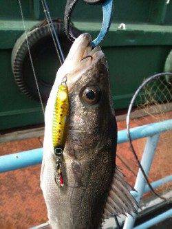 大阪南港シーバス好調！ほとんどフォールでヒットです♪