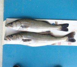 高浜 ルアーでシーバス60＆68cm☆