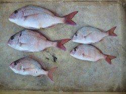 沖一文字でコダイ5枚の釣果