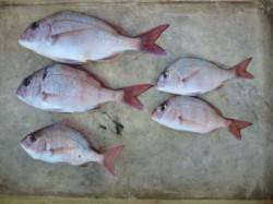 沖一文字でコダイ5枚の釣果