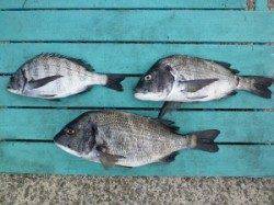 ヒラバエでフカセ釣り　チヌ3匹