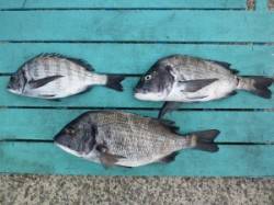 ヒラバエでフカセ釣り　チヌ3匹