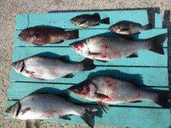 神谷一文字でのフカセ釣り、魚種多彩にたのしめます