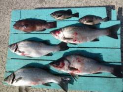 神谷一文字でのフカセ釣り、魚種多彩にたのし…