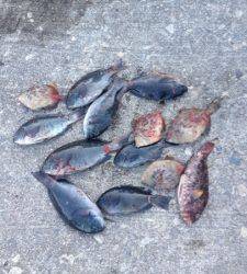 地のカンゴメ、グレ、カワハギ、イガミと大漁です！！