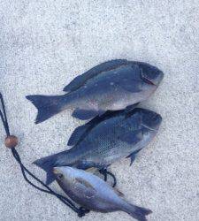 もちろんカゴ釣りも好釣ですヨ