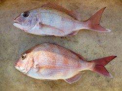 沖一文字内向きでカゴ釣り、マダイGET!