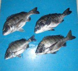 磯カニで年なしチヌ出てます！　下佐波賀イカダ