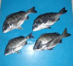 磯カニで年なしチヌ出てます！　下佐波賀イカ…