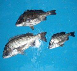 磯カニで年なしチヌ出てます！　下佐波賀イカダ