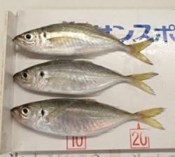 下佐波賀イカダで良型アジ２人で約80匹