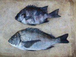 良型チヌにサンバソウ〜ケムリ島でのフカセ釣り〜