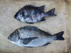 良型チヌにサンバソウ〜ケムリ島でのフカセ釣…