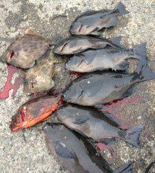 グレ、コンスタントに上がってます！萩尾の磯でフカセ釣り