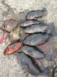 グレ、コンスタントに上がってます！萩尾の磯…