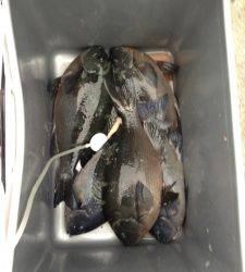 グレ、コンスタントに上がってます！萩尾の磯でフカセ釣り