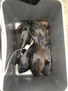 グレ、コンスタントに上がってます！萩尾の磯でフカセ釣り