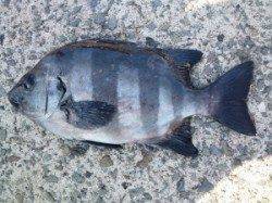 神谷一文字 カゴ釣りでサンバソウ 32cm